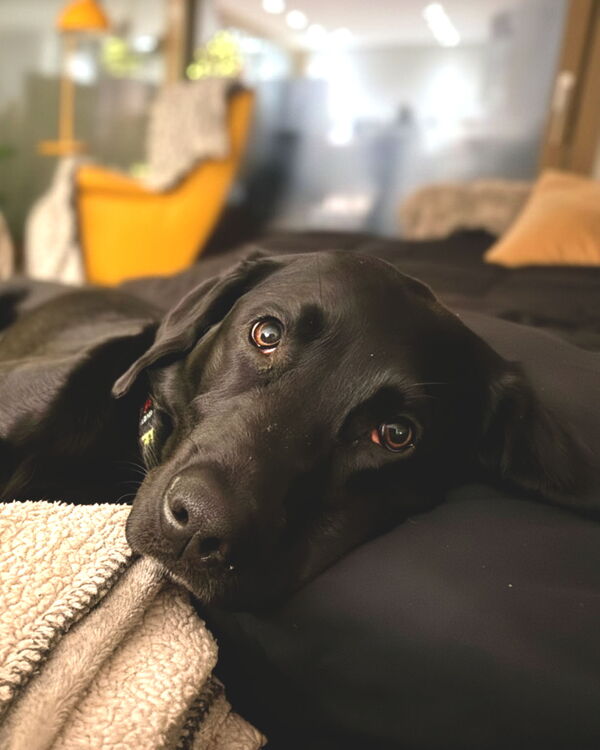Hedda